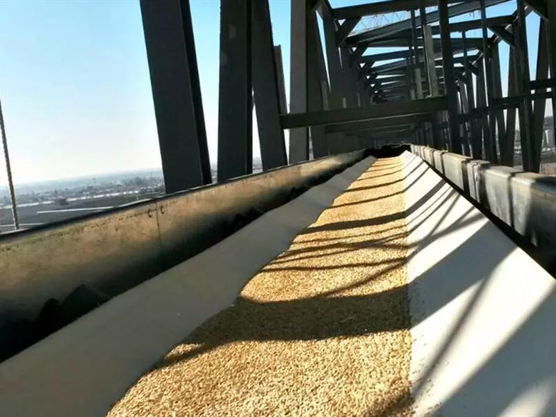 Transportador de correa de grano